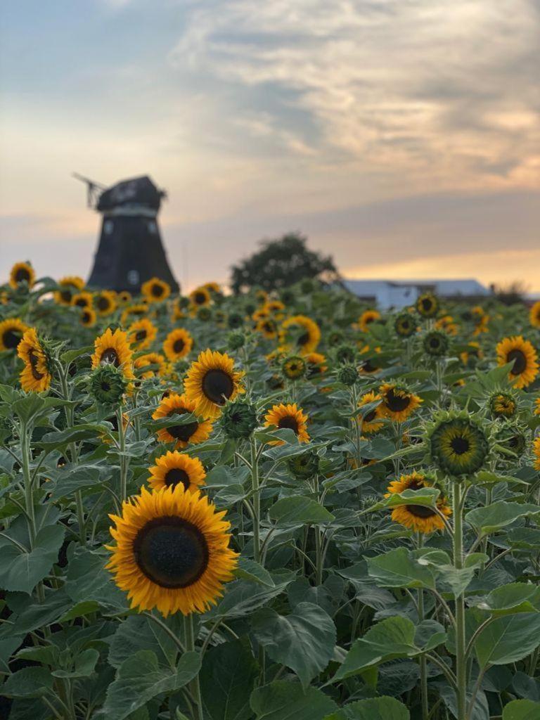 Ferienwohnung-Wildblume Petersdorf auf Fehmarn Eksteriør bilde